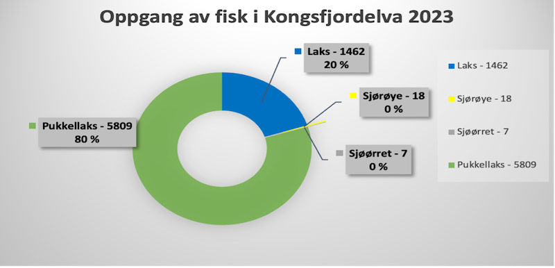 Oppgang 2023 Kongsfjordelva