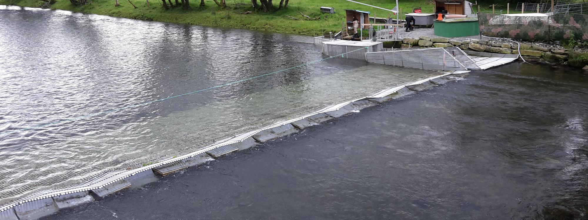 Bilde viser ei fiskefelle frå Etneelva som vil kunne nyttas i Eidselva. Norce meinar at forhold ligg godt tilrette nedanfor Osbrua ved elvemunning.