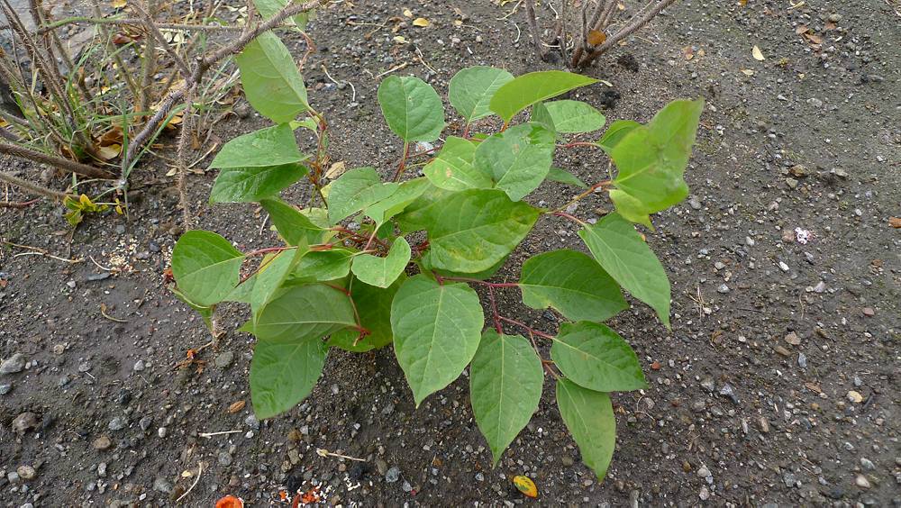 parkslirekne. bambusliknande plante