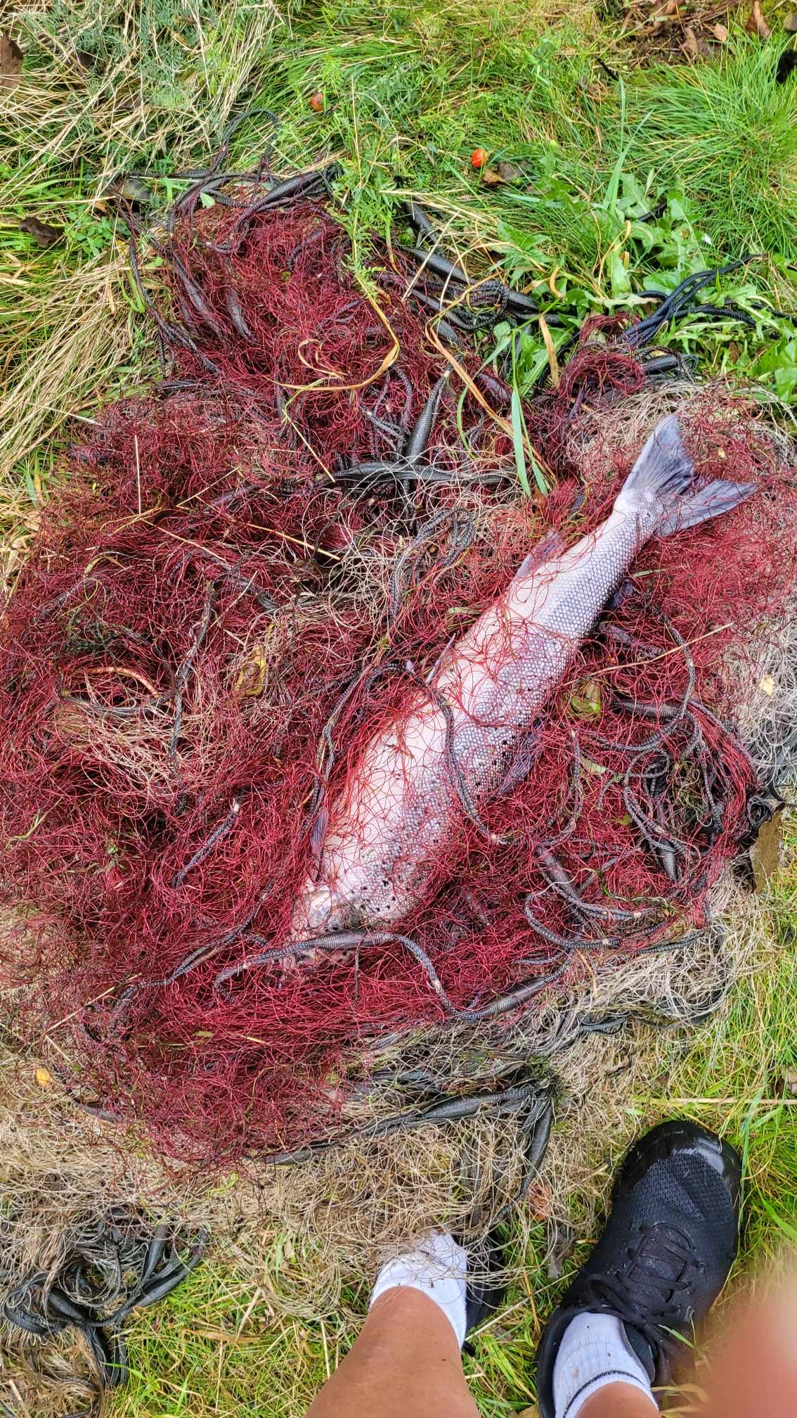 Garnsetting i Slettebøvannet