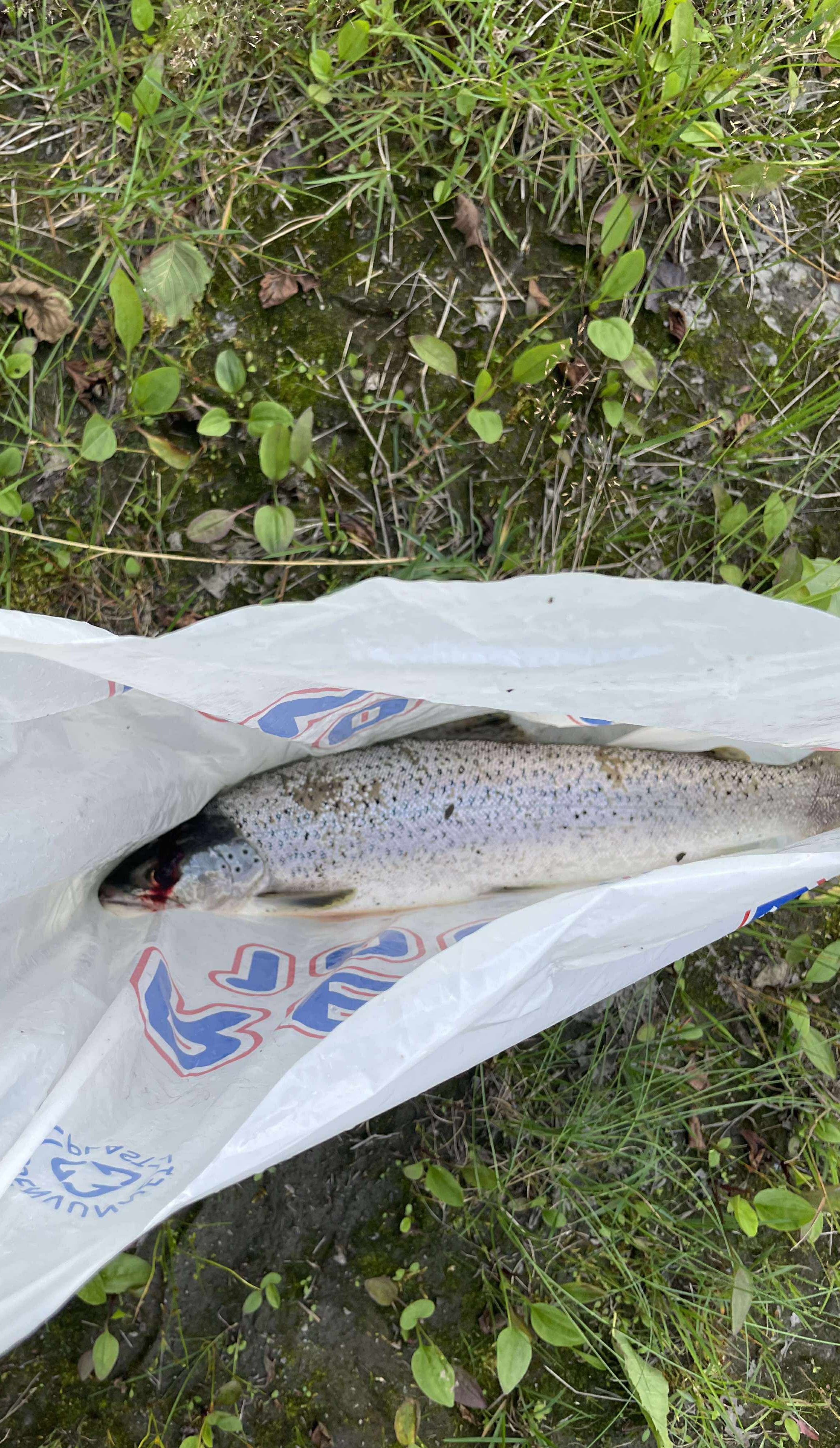 Tjuvfiske Selforssjøen 2