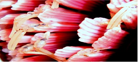 gjellelus_verdalselva