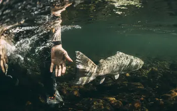 Laks gjenutsettes i Etne. 