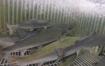 Fangstfelle i Etneelva