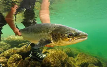 Gjenutsetting av laks