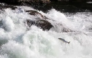 Laks i Sandsfossen