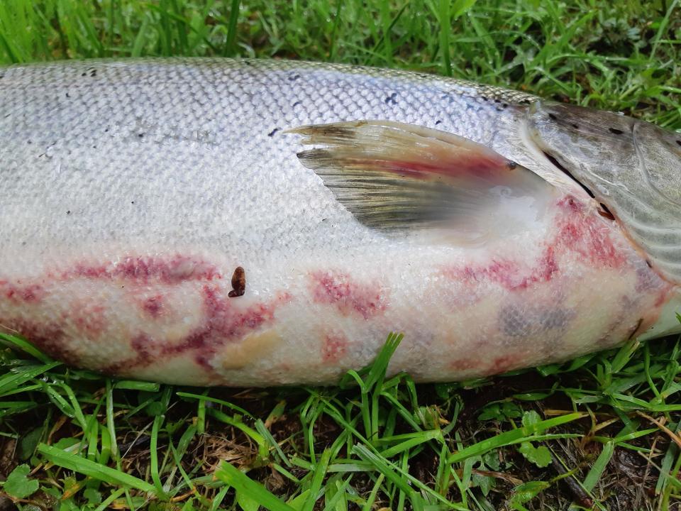 Syk fisk fra Berbyelva, mai 2019. Foto Bjarne granli