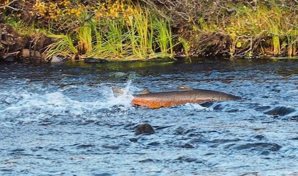 De viktige gyteområdene for Kongsfjordlaksen i Geatnja er kraftregulert, og i høstperioden sliter gytelaksen voldsomt med å nå opp til gyteplassene i de grunne elvepartiene