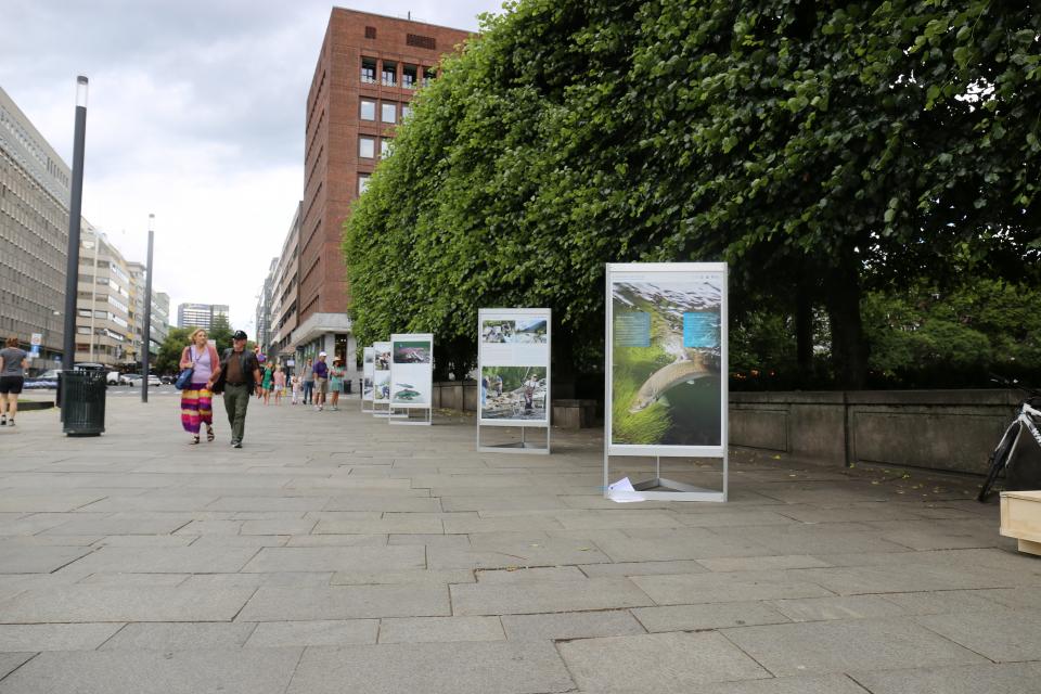 Fotoutstillinga står på Rådhusplassen 1.-15. juli 2019