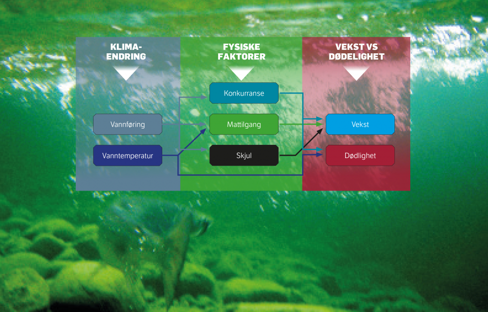 Laksen påvirkes på mange måter av klimaendringene.
