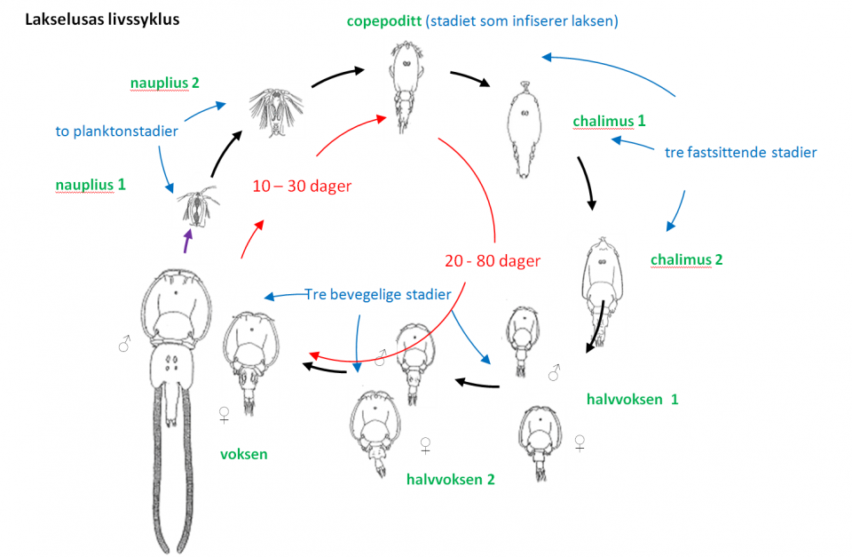 Lakselusa har en komplisert livssyklus.