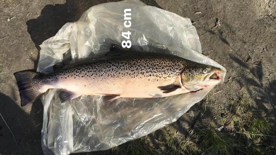 We can see a slight wavyness in the pectoral fins, and shortened gill cover, however it's the heavy pigmentation on this fish that's most suspicious. Multiple spawners also develop more pigmentation, but usually not to this extent.