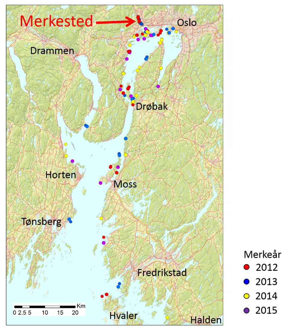 Gjenfangst av sjøørret fra Sandvikselva de siste årene. Får du en merket fisk, er det viktig at forskerne får vite det.