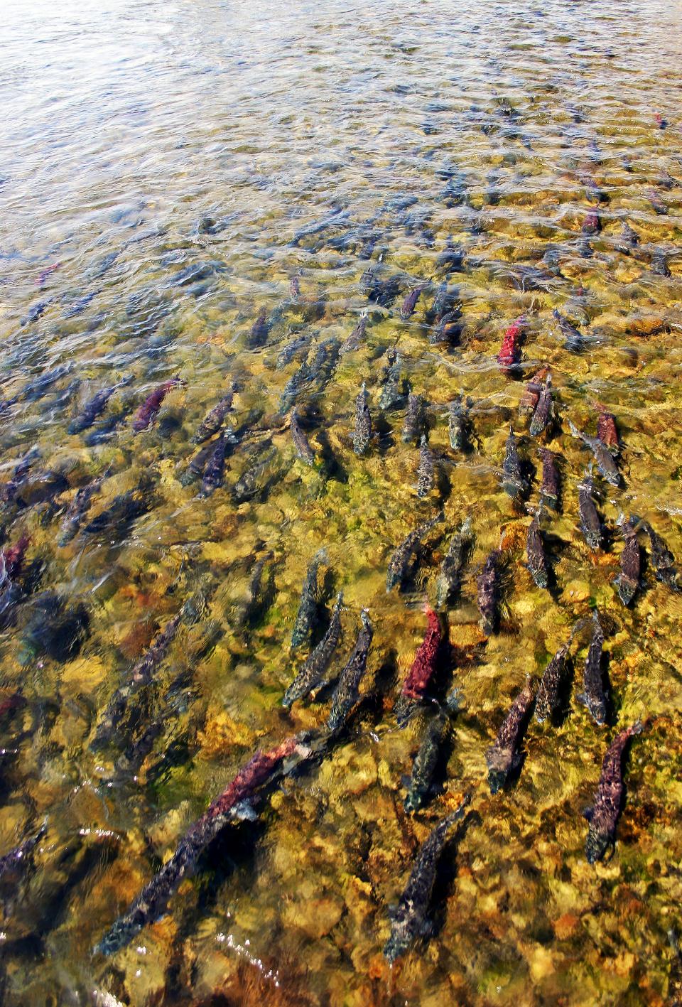 Stillehavslaksen kan opptre i enorme mengder under gytevandringen. Alle dør etter gyting og nedbryting av fisken gir viktige næringsstoffer til elvene.
