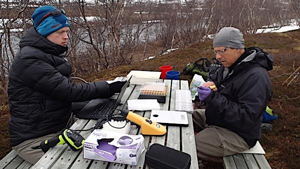 Merkingen er et møysommelig og tidskrevende arbeid, også etter fisken er fanget. Den skal veies og måles før merket settes. Her er Knut Andreas Bækkelie (til venstre) og Jan Gunnar Jensås fra NINA som merker fisk fra nedre del av Kongsfjordelva. 