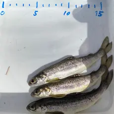 Smolt fra Auglandsbekken 07.04.2020