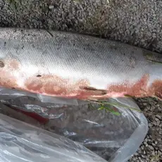 syk fisk