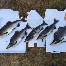 Pukkel fisket i Målselva