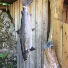 Flott laks på 6,5 kg