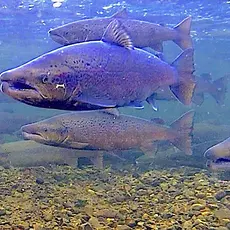 Gyting KOngsfjordelva