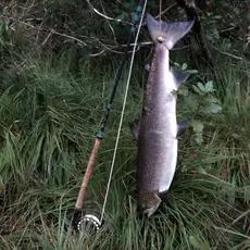 Mandalselva laks 2020