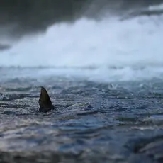 Gaular_fisk i vannet_2021