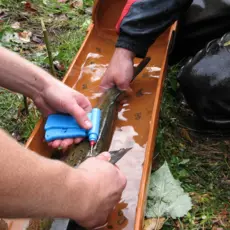 Gaular_2021_forvaltning_merking av laks