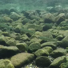 Homla_smolt_Foto_Anders Lamberg.jpg