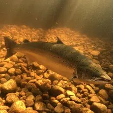 Mandalselva Villakssenter