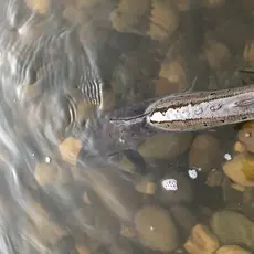 Mandalselva gjenutsetting 2021