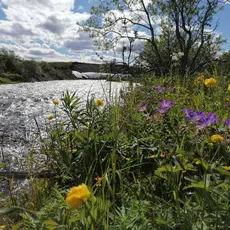 kongsfjordelva_ vår i elva_06072021.jpg