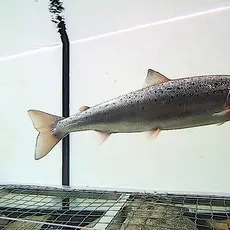 Kongsfjordelva - Storelva