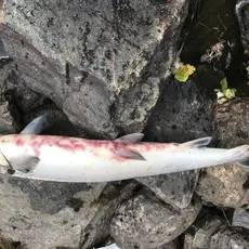 Furunkulose_Anton Rikstad