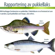 Pukkellaks_NINA_plakat