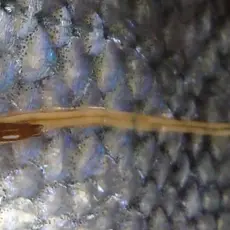 Lakselus