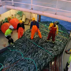 Trålfangst av laks i havet.