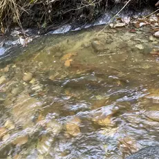 SVEL 4.1.9 Florbekken gyting