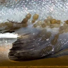 lakselus på villaks