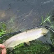 En fin liten smålaks tatt på Lunden.