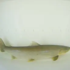 Sjøørret uke 25-2022. Lengde 62 cm.