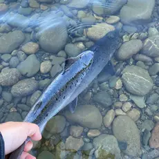 Gjenutsetting av holaks