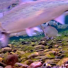 laks, Storelva - Kongsfjordelva