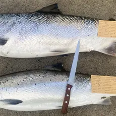 Skjellprøvelotteri
