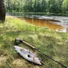 Mandalselva midtsesongevaluering 2023