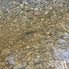 Ørreten er tilbake i Hembresbekken