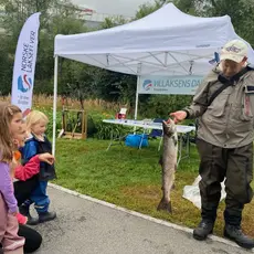Villaksens dag i Akerselva