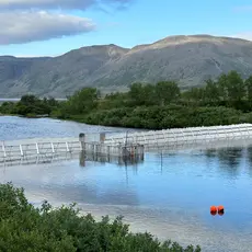 Pukkellaksfelle i Komgsfjord