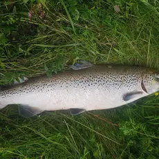 Oppdrettslaks fanget i Surna 2023