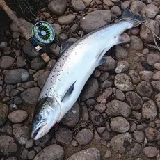 Mandalselva kvoteendring