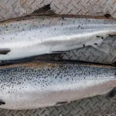 Oppdrettslaks eller villaks